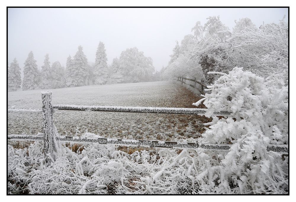 Raureif im Wienerwald (1)