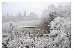 Raureif im Wienerwald (1)