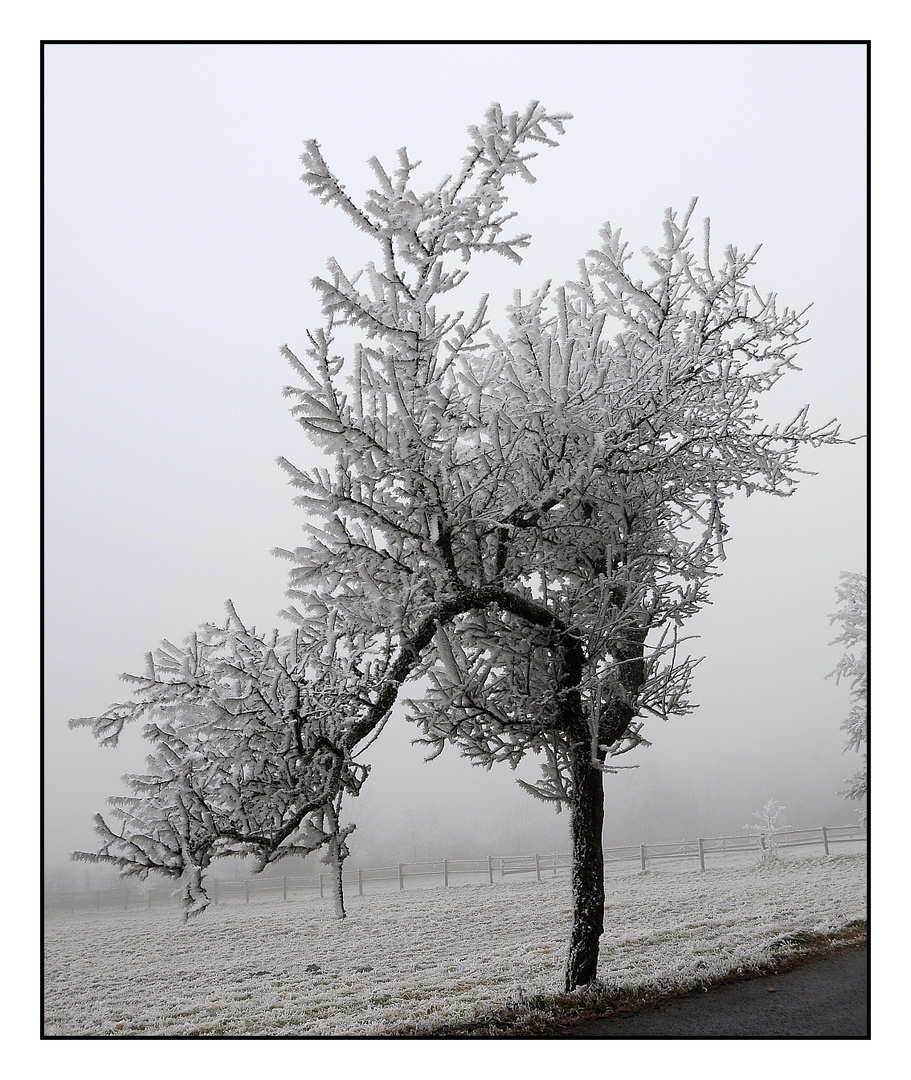 Raureif im Wienerwald (2)