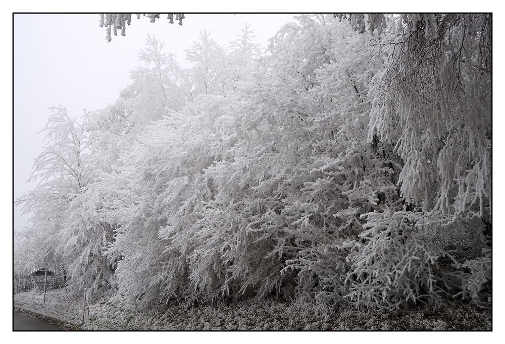 Raureif im Wienerwald (3)