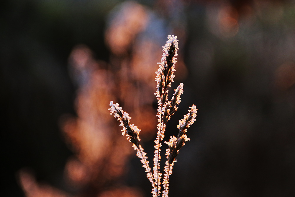 Raureif-Impression im abendlichen Gegenlicht