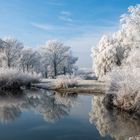 Raureif in den Isarauen