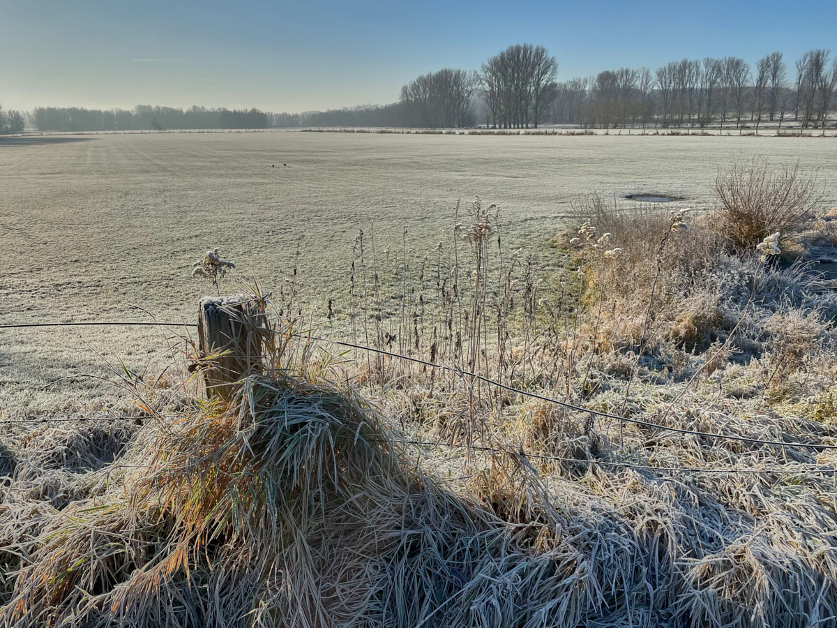 Raureif in den Rheinwiesen