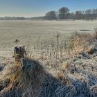 Raureif in den Rheinwiesen