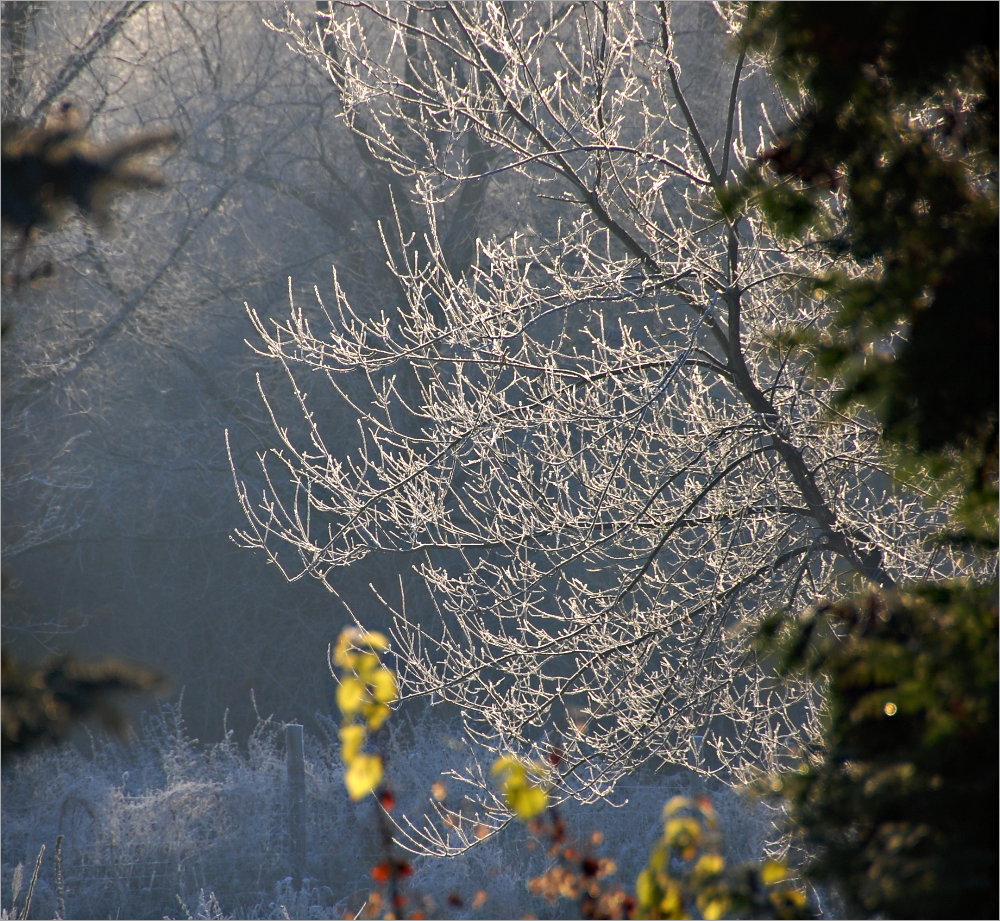 Raureif in der Morgensonne