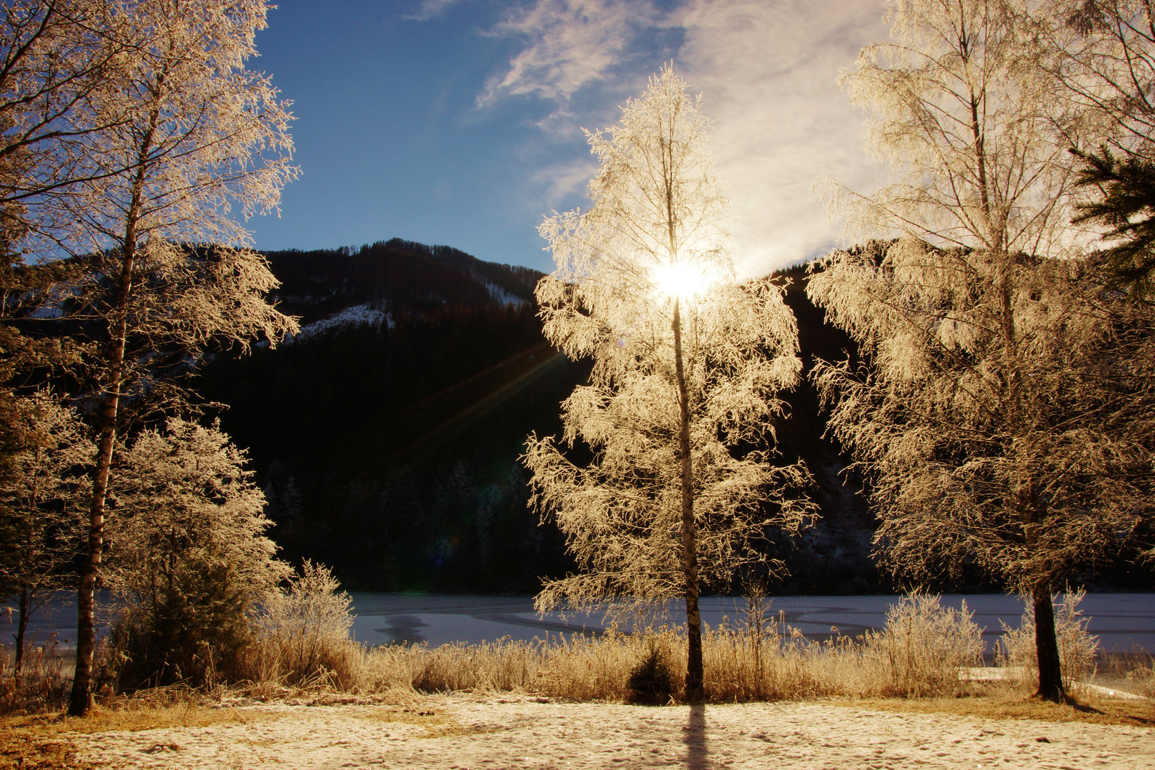 Raureif in Gegenlichtstimmung