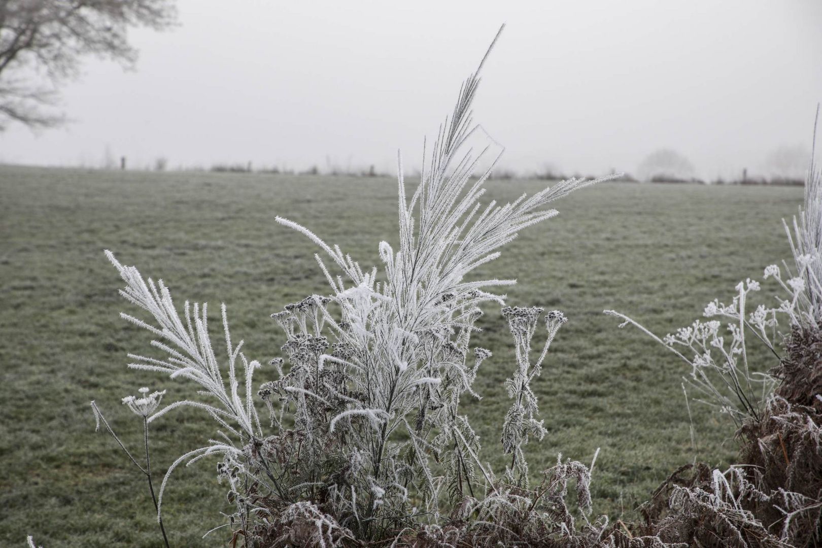 Raureif in Weisten