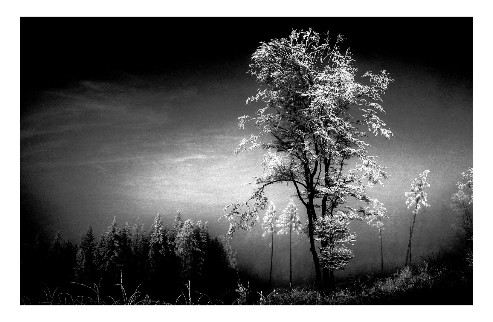 Raureif Inversion Monochrom