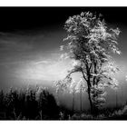 Raureif Inversion Monochrom