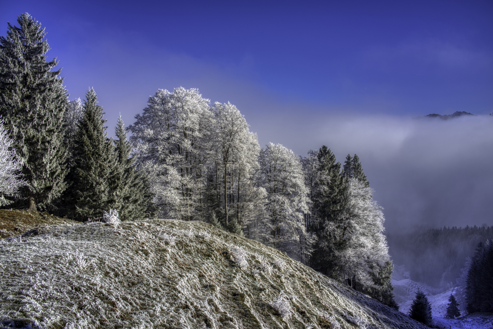 Raureif mit Nebel - Urnäsch