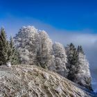 Raureif mit Nebel - Urnäsch