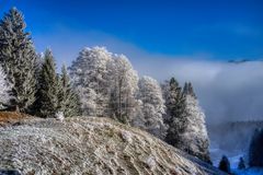 Raureif mit Nebel - Urnäsch