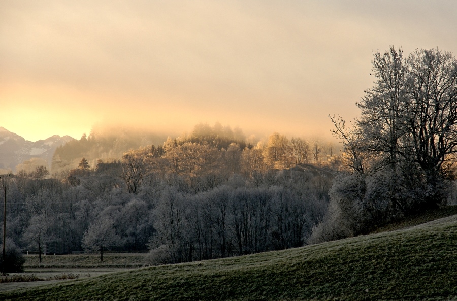 Raureif mit Sonnenaufgang