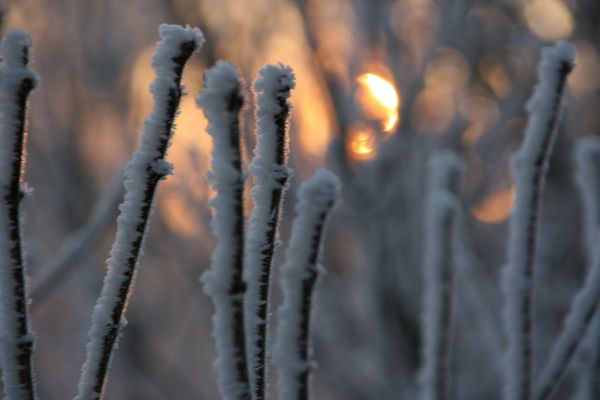 Raureif nach einer Nebeligen Nacht