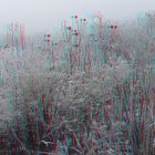 Raureif , Nebel, (3D-Foto)