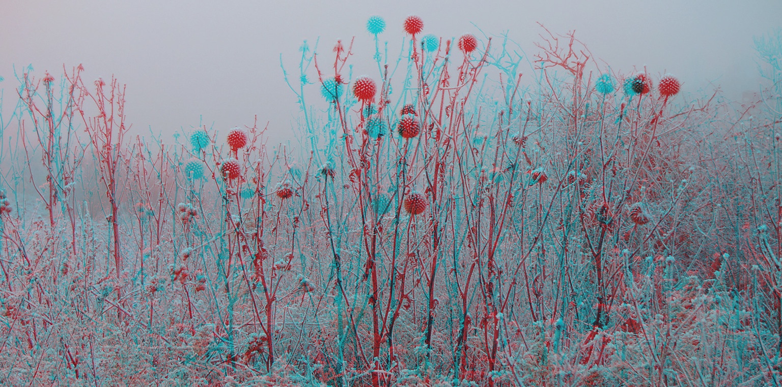 Raureif , Nebel, Disteln (3D-Foto)