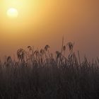 Raureif, Nebel, Schilfpflanzen und Sonnenlicht