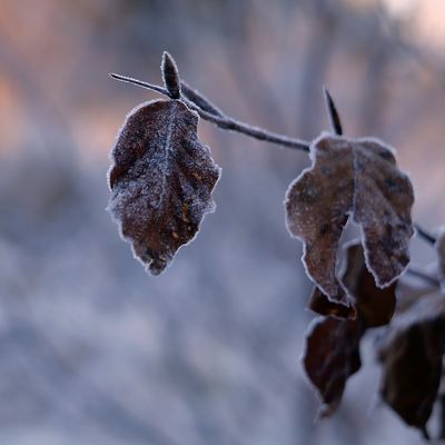 Raureif - Schmuck im Schatten ...
