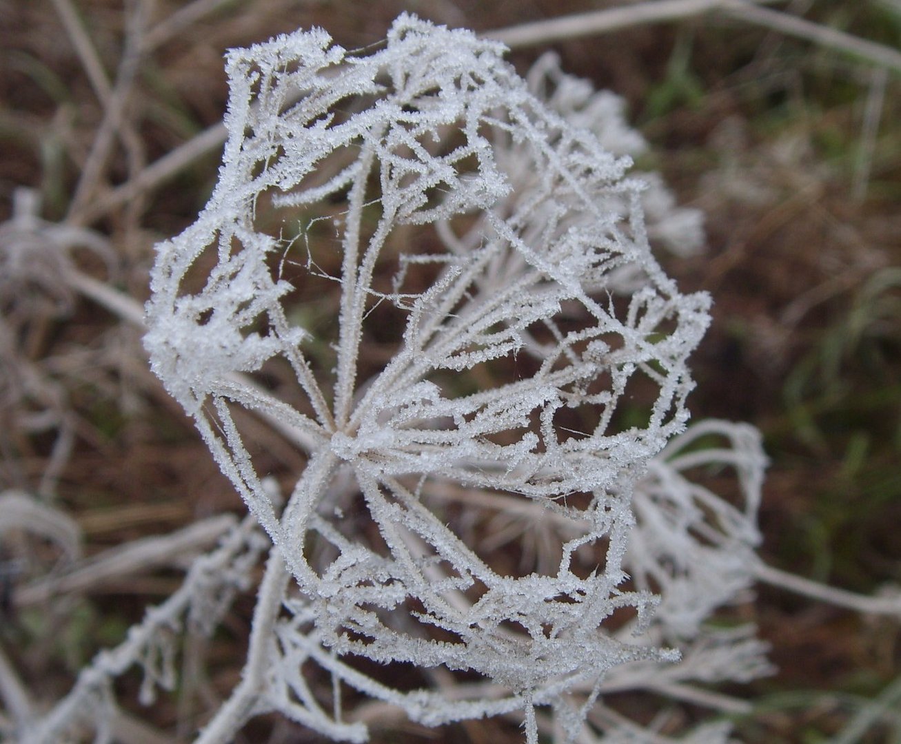 "Raureif-Schönheit"