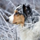 Raureif und Frost - eine silberne Glitzerwelt