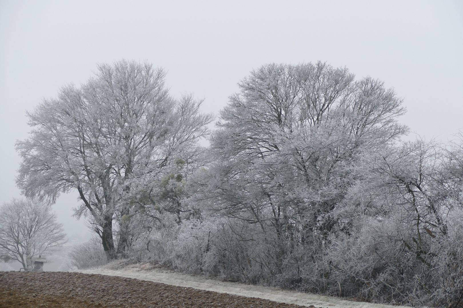 Raureif und Nebel