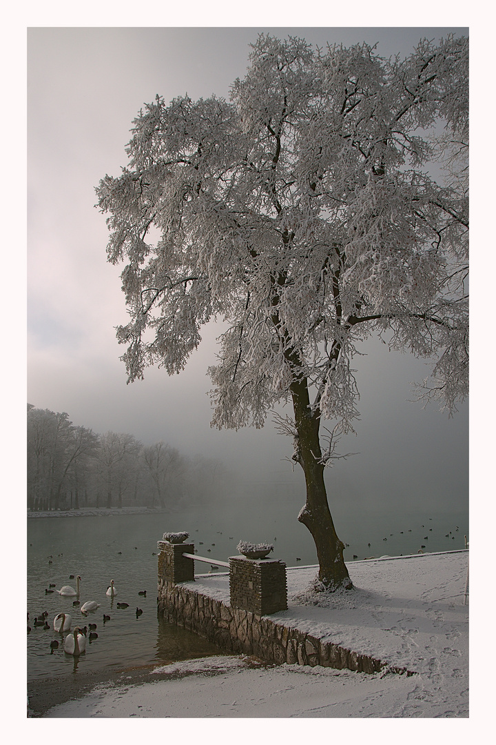 Raureif und Nebel