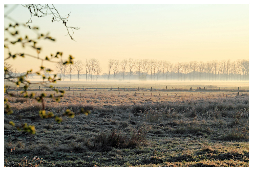 Raureif und Nebel