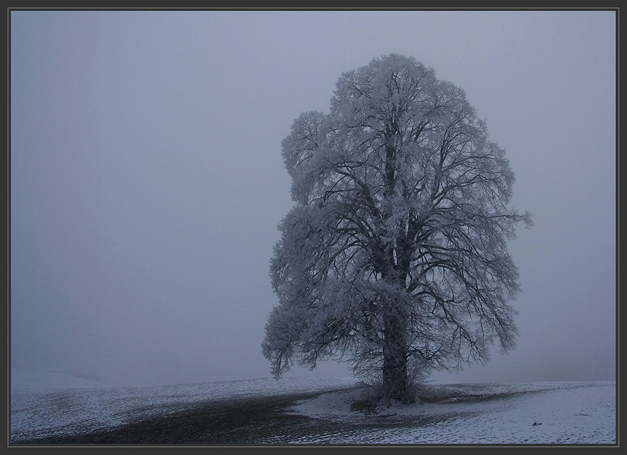 Raureif und Nebel