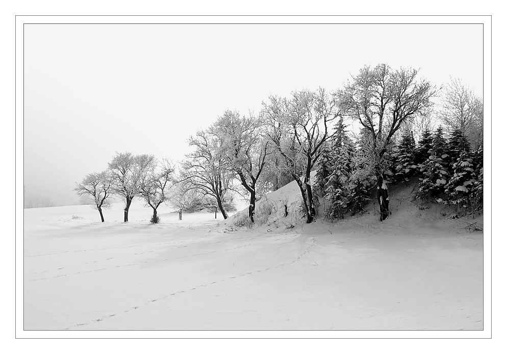 Raureif und Nebel