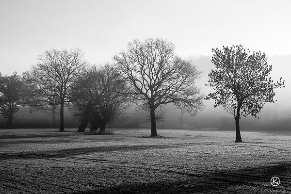 Raureif und Nebel_0013