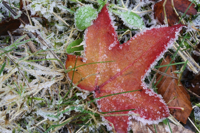 Raureif und Tauwetter