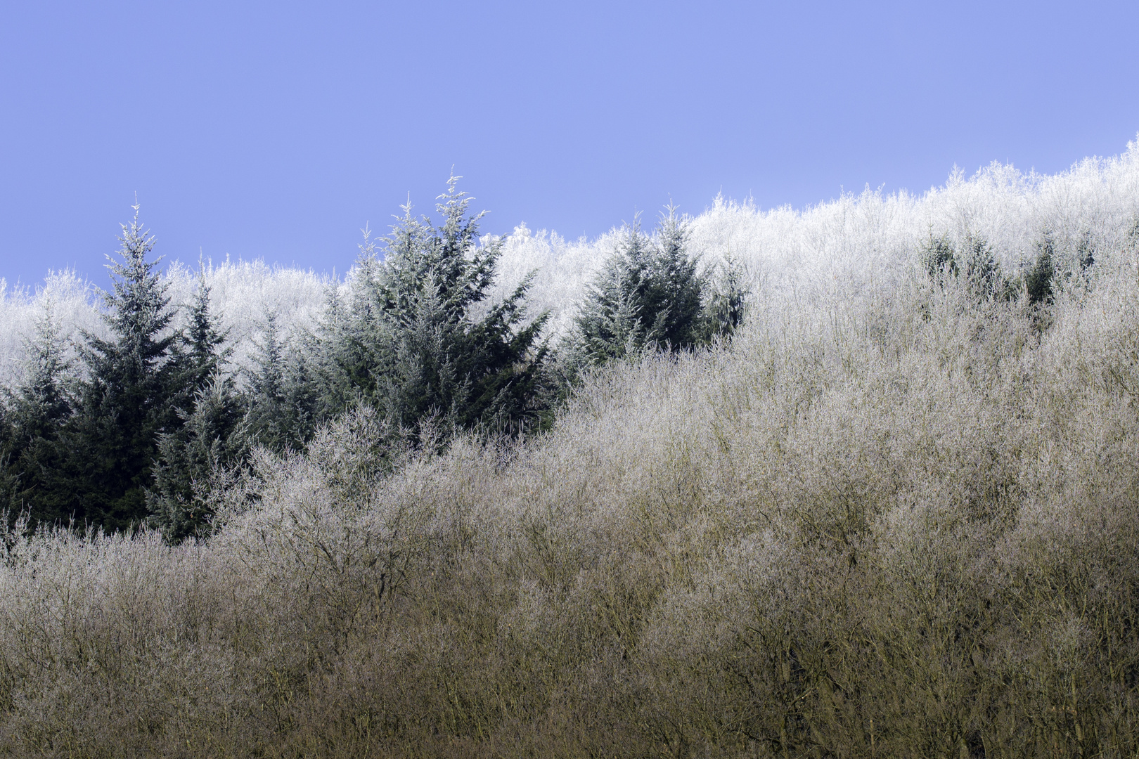 Raureif-Wald