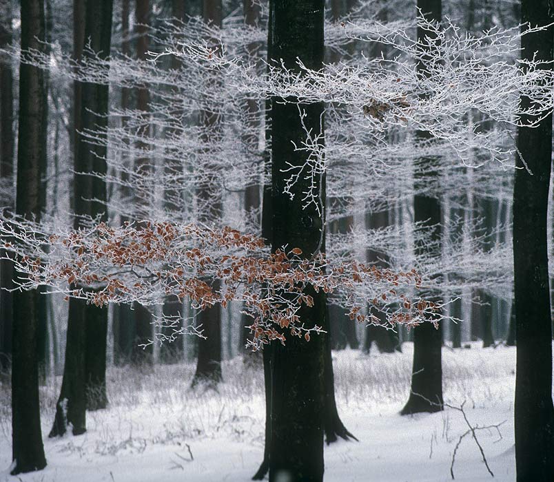 Raureif - Wald