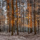 Raureif-Wald in der Abendsonne.