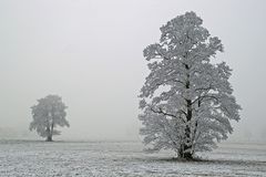 Raureifbaum am Abtsee