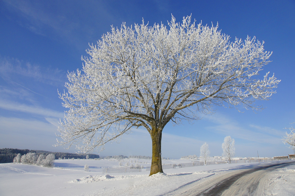 Raureifbaum