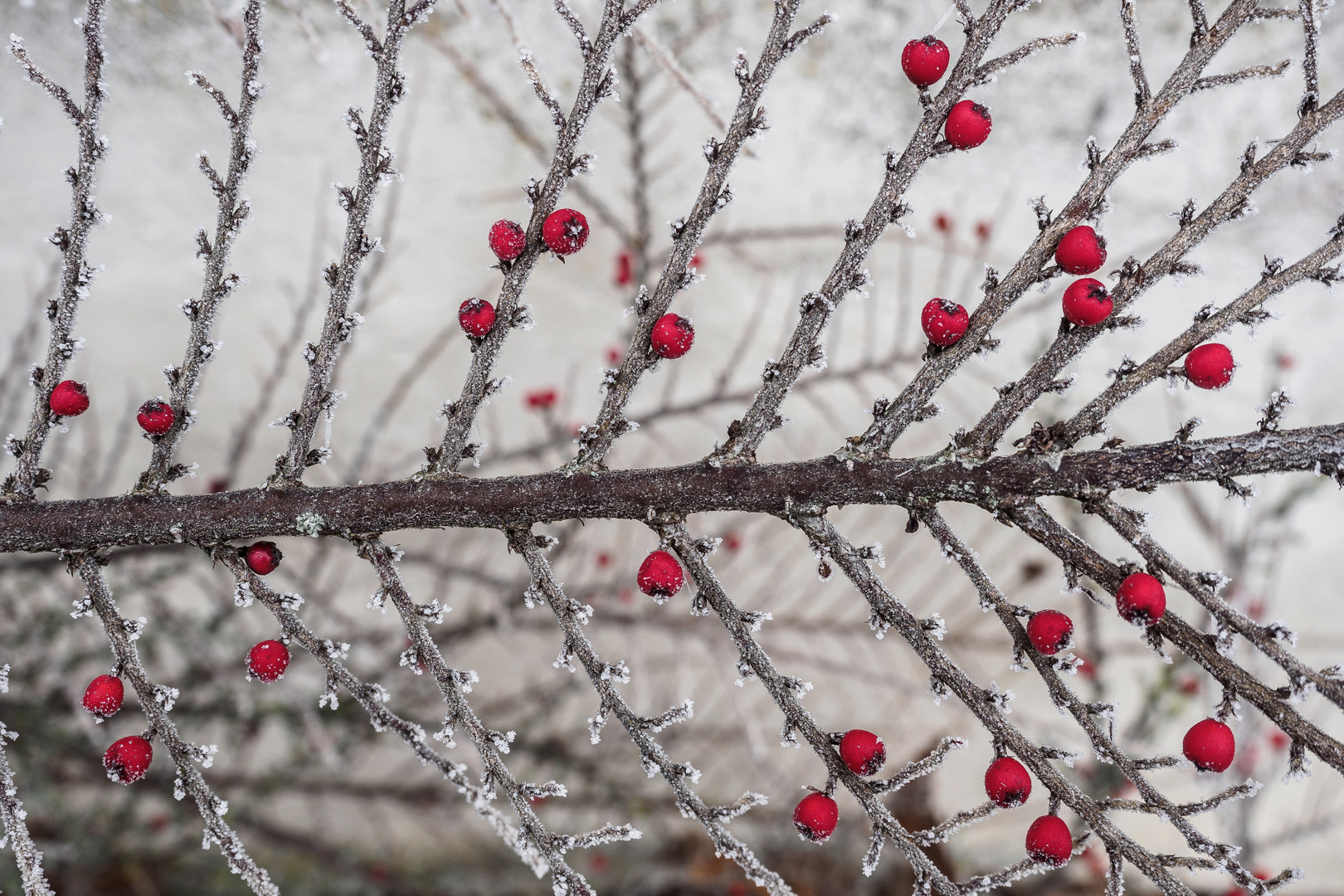 Raureifbeeren.