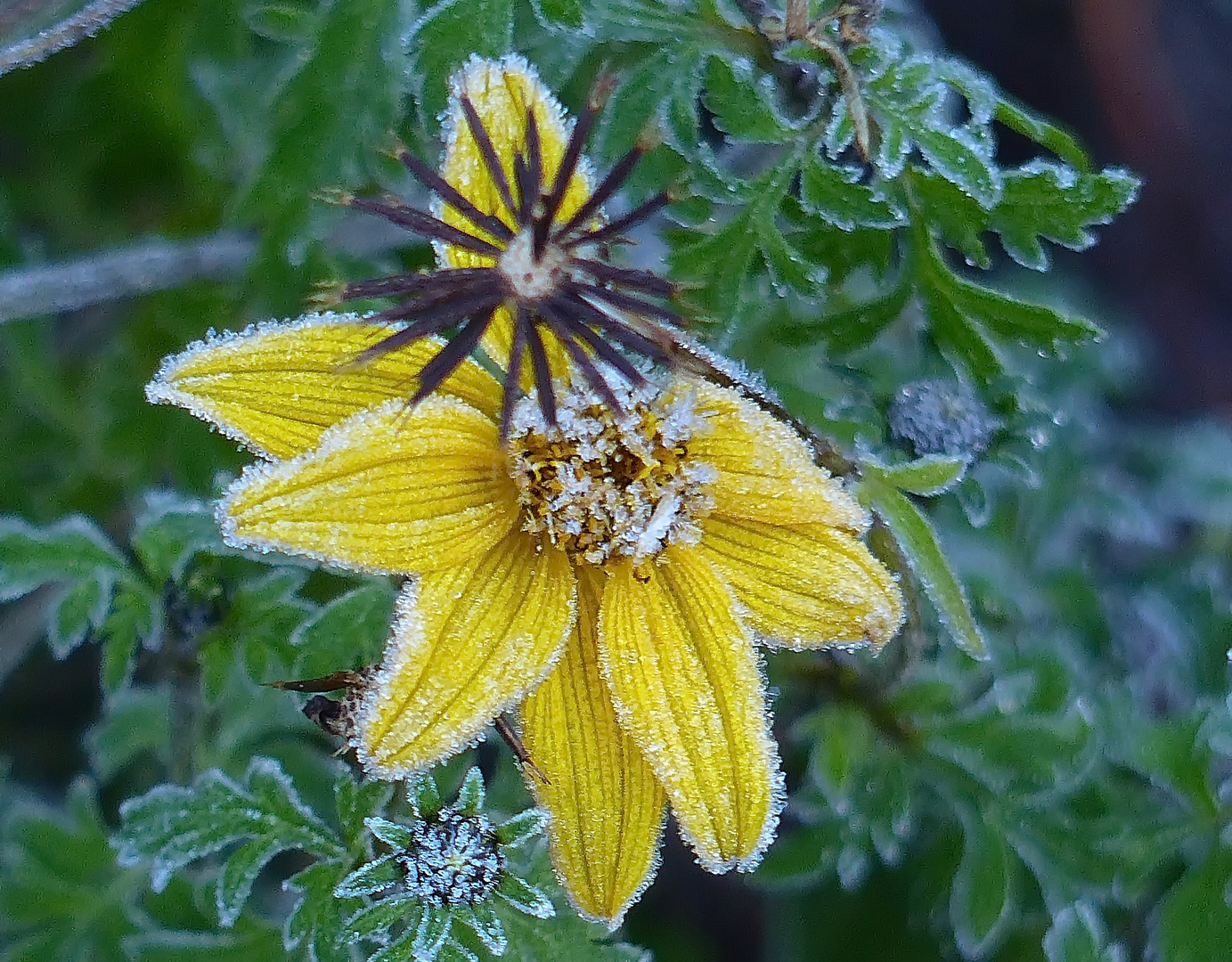 Raureifblume. Foto &amp; Bild | jahreszeiten, winter, blumen Bilder auf