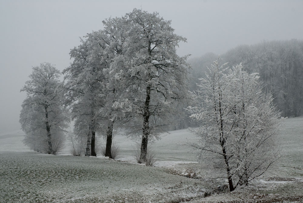 Raureiff im Nebel