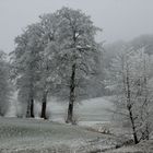 Raureiff im Nebel