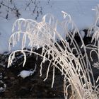 Raureifgräser am Bach..