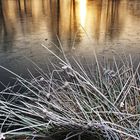 Raureifimpression bei Sonnenaufgang am Weiher