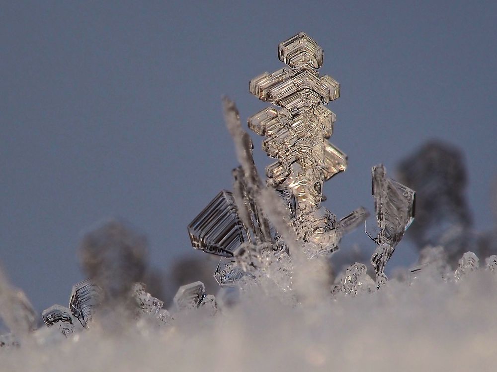 Raureifkristalle - nach einer Nacht mit -14°C - beim ersten Sonnenlicht