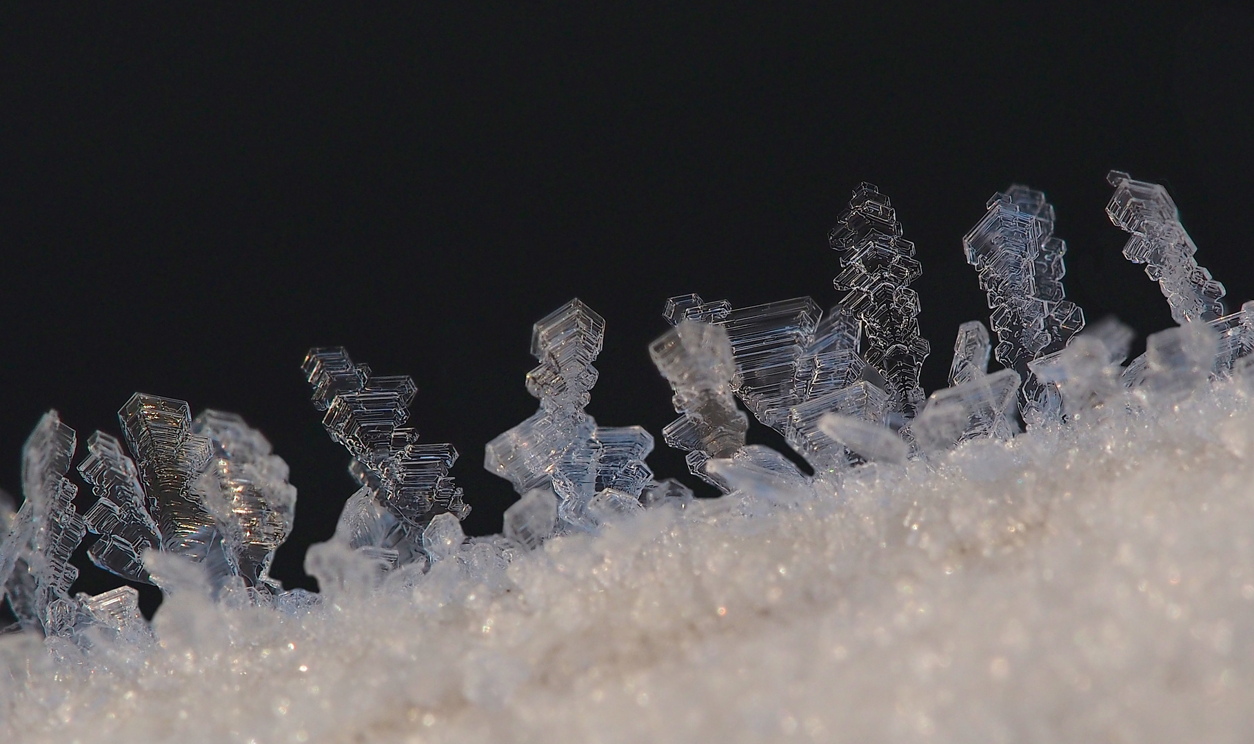 Raureifkristalle - nach einer Nacht mit -14°C - beim ersten Sonnenlicht II