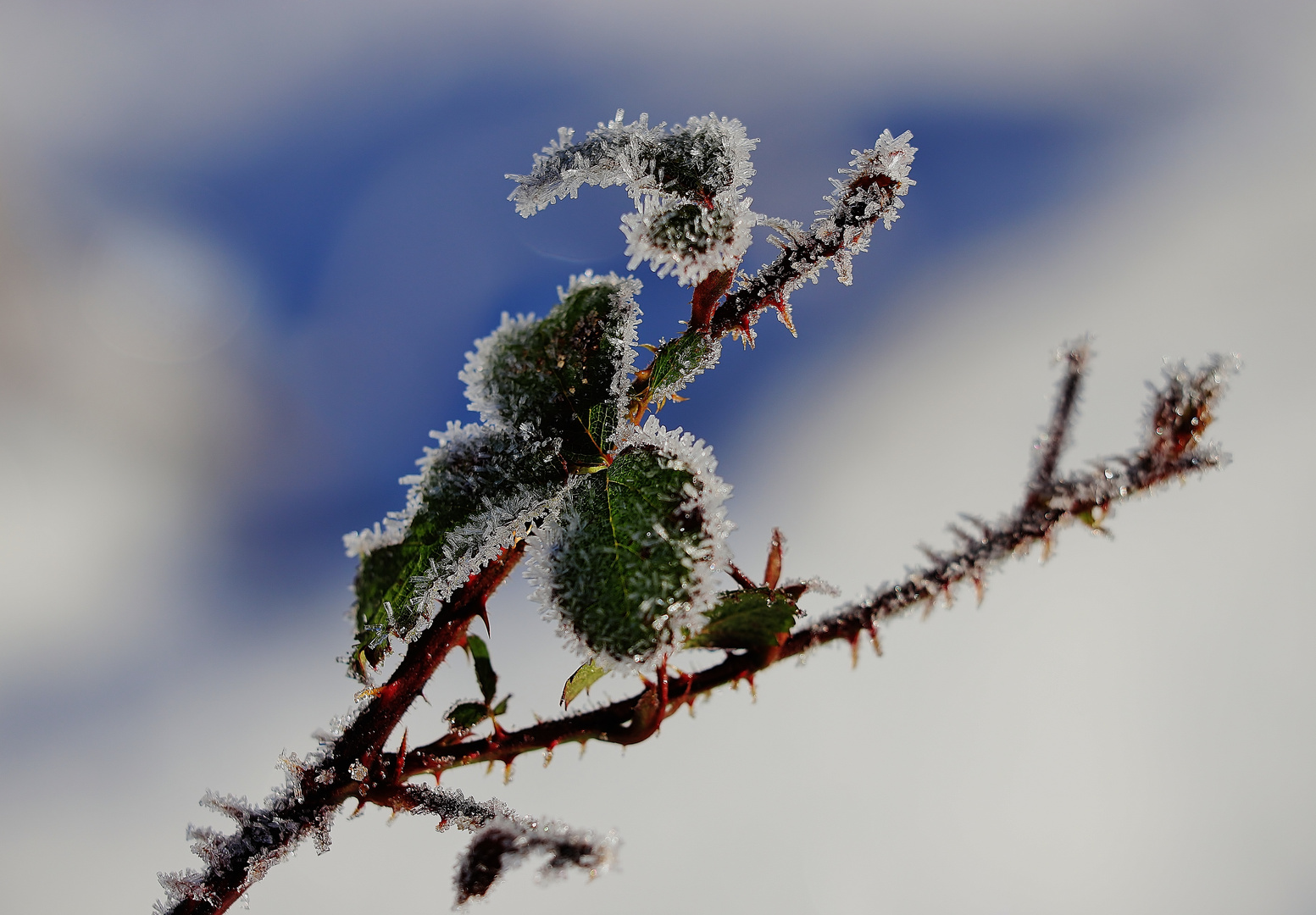 Raureifmorgen