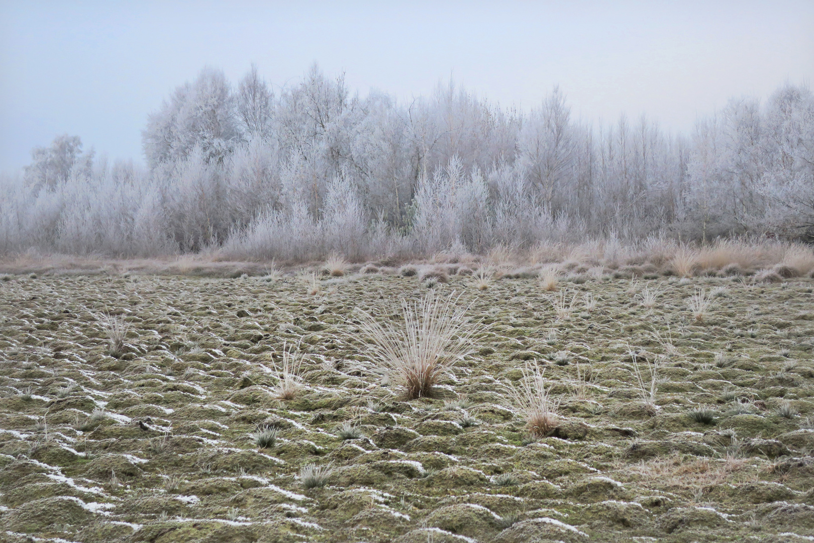 Raureifmorgen im Moor