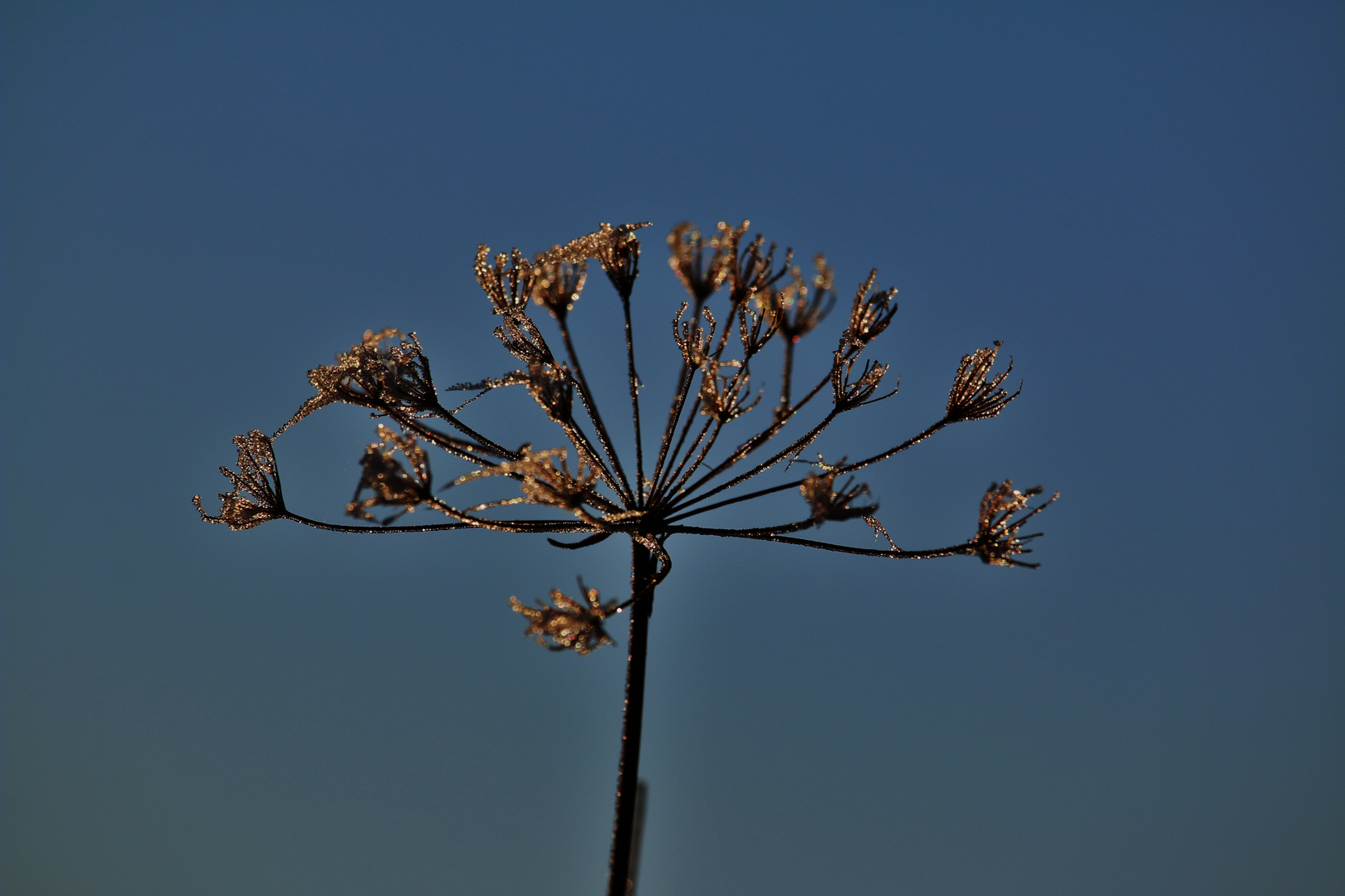 RAUREIFMORGEN in GOLD und SILBER/ 2