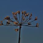 RAUREIFMORGEN in GOLD und SILBER/ 2