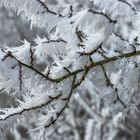 Raureifnadeln auf Zweig