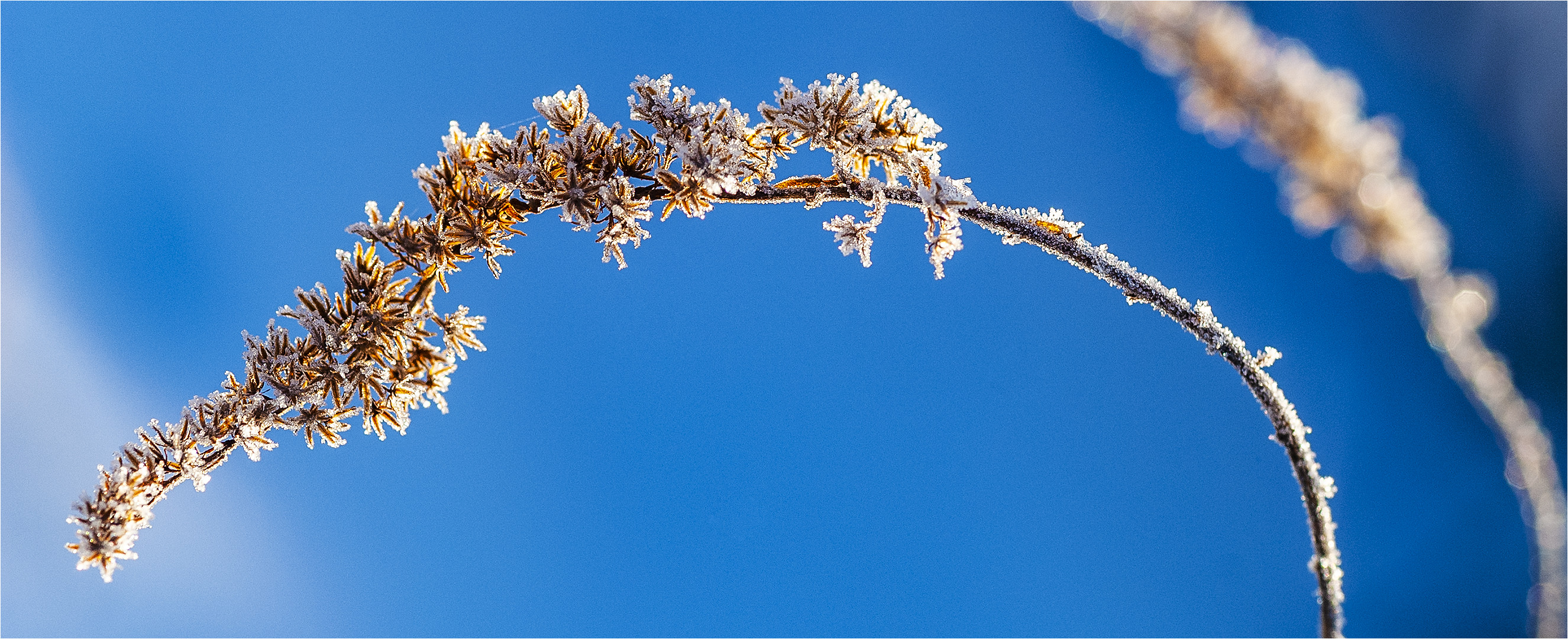 … RauReifRispenBlüten …